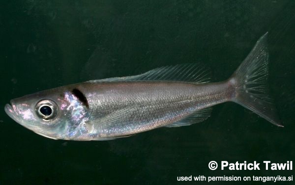 Benthochromis melanoides